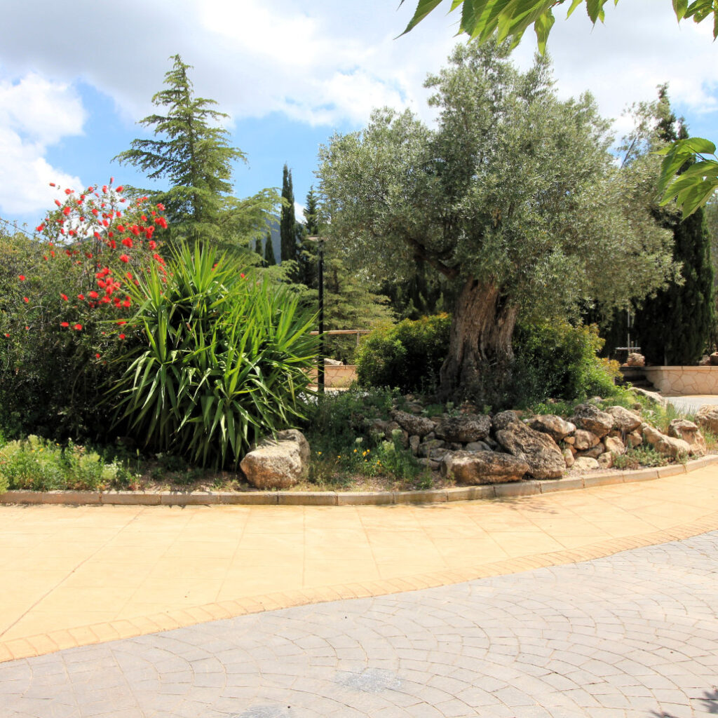 zona de jardín zona jardín olivo